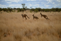Kangaroos, Trilby Station, Outback Australia