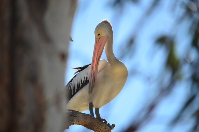 Pelicans (In the Outback)