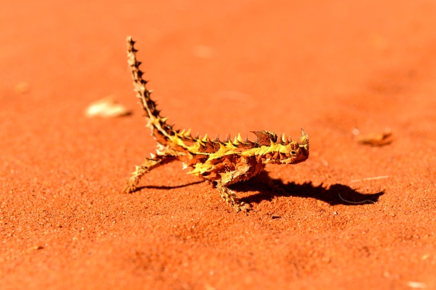 Australian Reptile