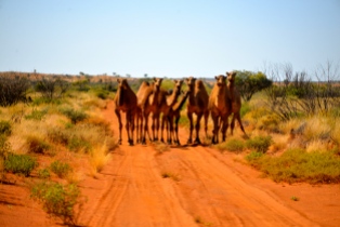 Gibson Desert, Outback Australia