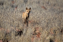 Dingo - Outback Australia