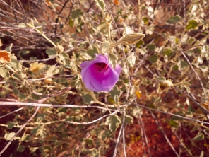 Desert Rose - Outback Australia