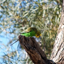 Australian bird